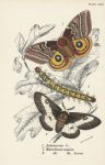 Insects &#8211; 106 ephemera 1880 to 1930