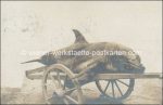 Fotokarte Abbazia Delfinfang &#8211; um 1910