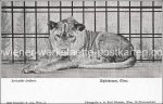 Lot über 350 AK Motive, Schönbrunn, Tierpark + Künstler Wien, DSV Verlage &#8211; 1900/1950 &#8211; color/sw