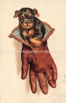 1 AK, 1 Handgemalt junger Hund in braunem Handschuh sitzend Wien 1903