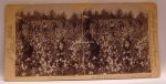 Stereofoto Baumwollpflücker USA Cotton Coons Underwood &amp; U. 1892