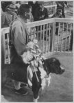 Pressefoto Ringende Hunde Hundekampf Japan Foto Max Schirner um 1930